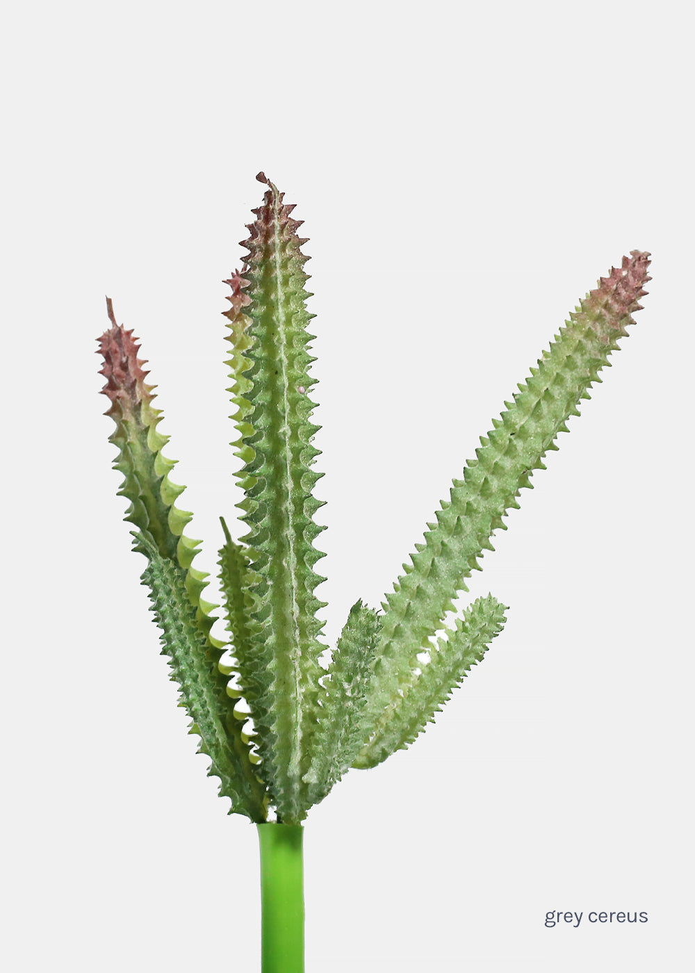 Official Key Items Artificial Succulents - Grey Cereus  Shop Miss A
