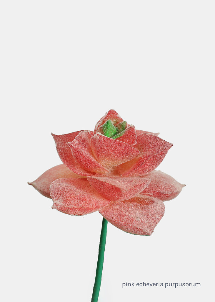 Official Key Items Artificial Succulents - Pink Echeveria Purpusorum  LIFE - Shop Miss A